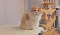 猫咪视频在线,在线视频捕捉可爱瞬间